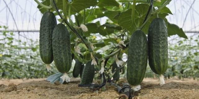 Yeast dressing for cucumbers 