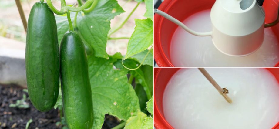 Yeast dressing for cucumbers 