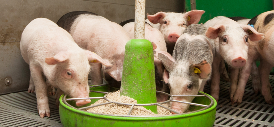 Yeast feed for pigs