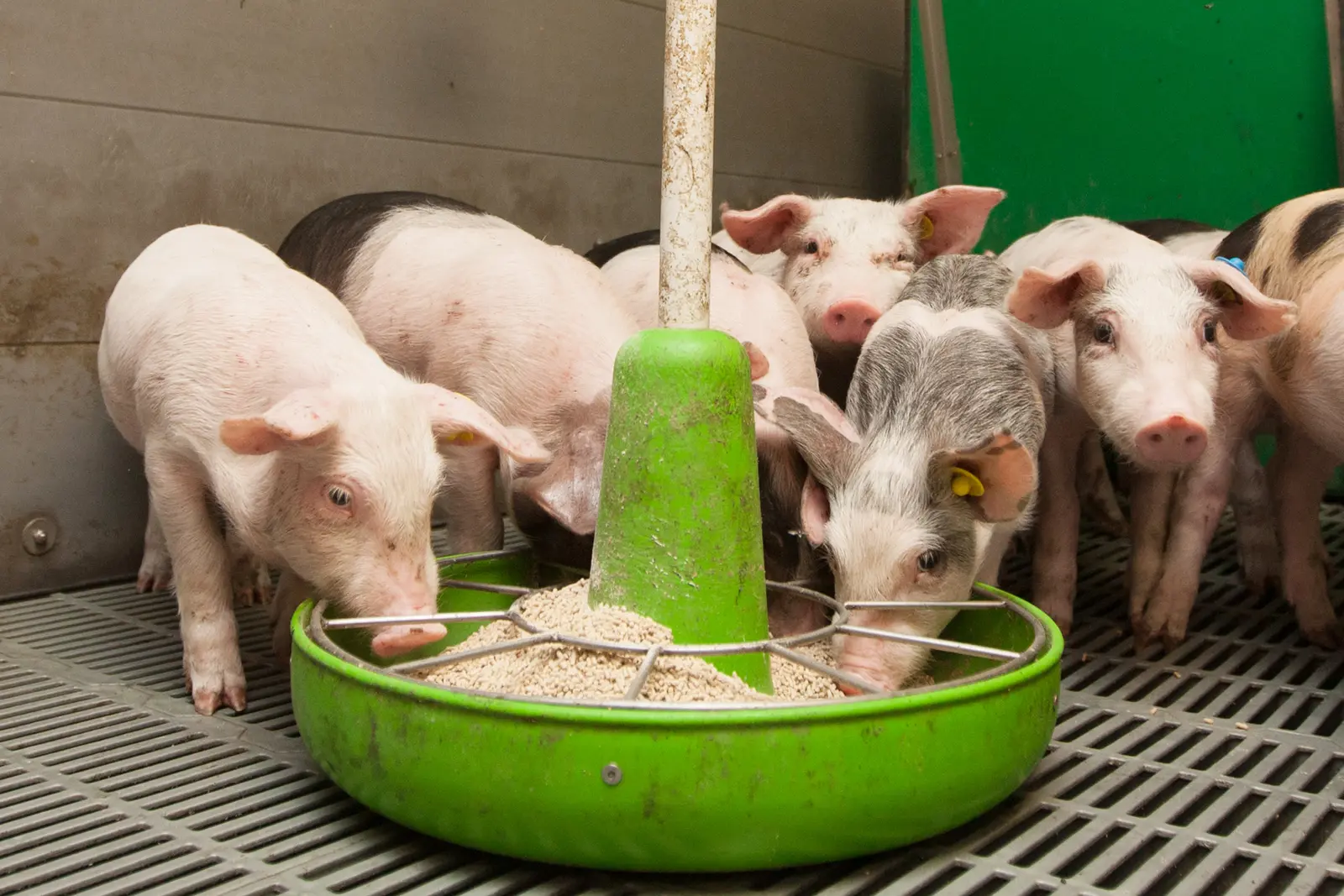 Yeast feed for pigs