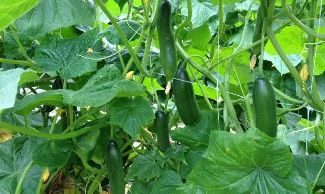 Yeast fertilizing cucumbers in a greenhouse