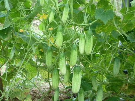 Yeast fertilizing cucumbers in a greenhouse