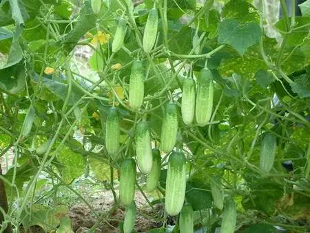 Yeast fertilizing cucumbers in a greenhouse