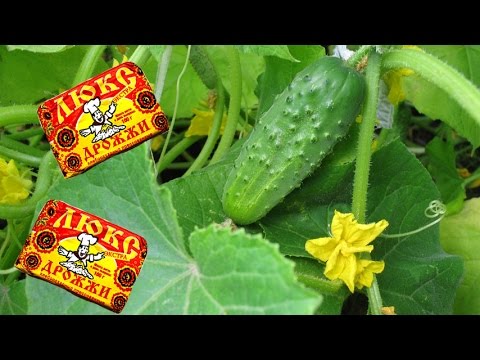 Yeast fertilizing cucumbers in a greenhouse