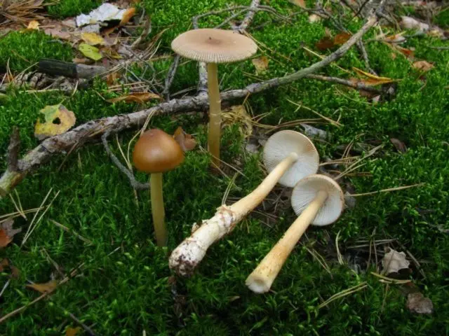 Yellow-brown float (fly agaric orange, yellow-brown): photo and description