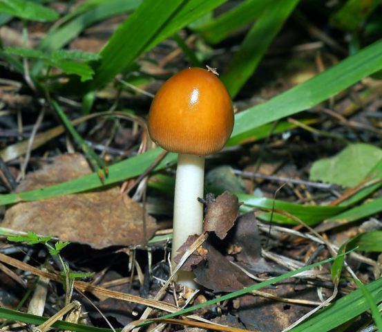 Yellow-brown float (fly agaric orange, yellow-brown): photo and description