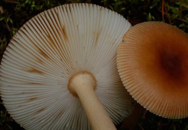 Yellow-brown float (fly agaric orange, yellow-brown): photo and description