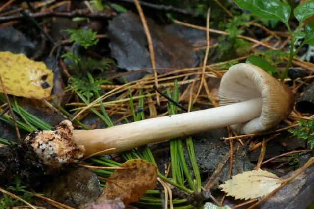 Yellow-brown float (fly agaric orange, yellow-brown): photo and description