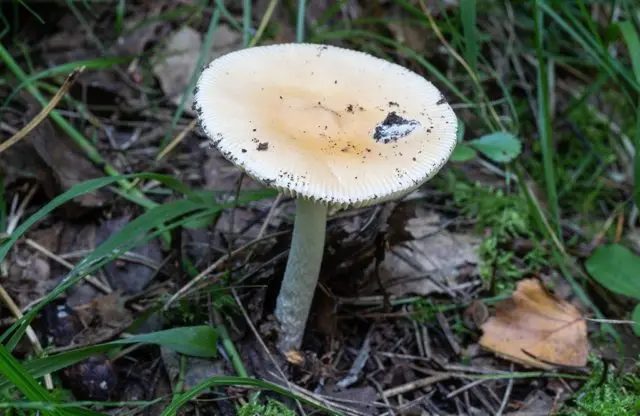 Yellow-brown float (fly agaric orange, yellow-brown): photo and description