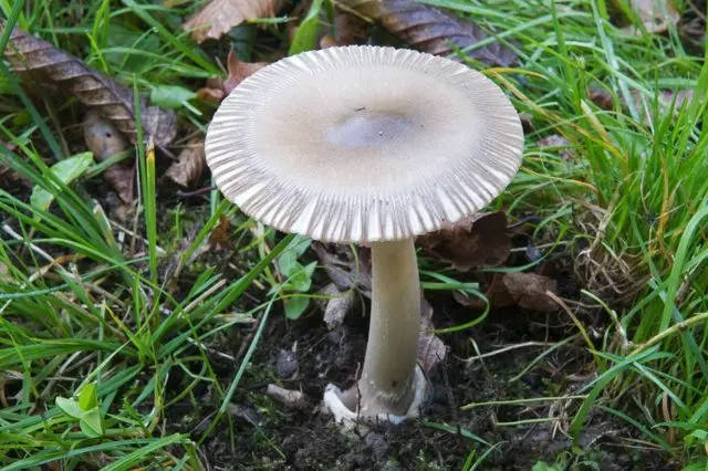 Yellow-brown float (fly agaric orange, yellow-brown): photo and description