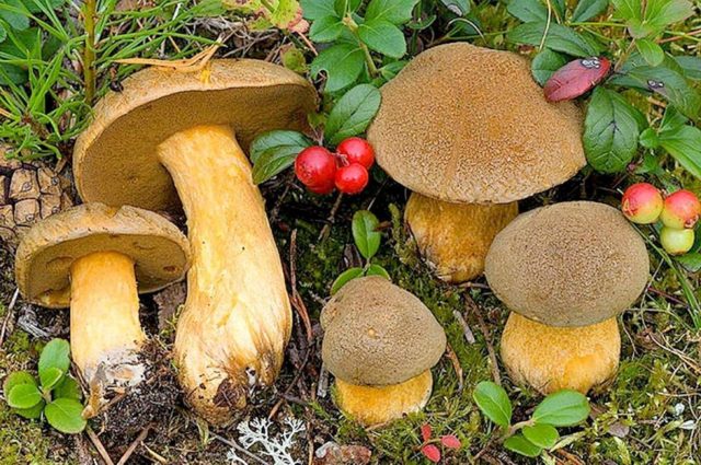 Yellow-brown moss mushroom: description and photo