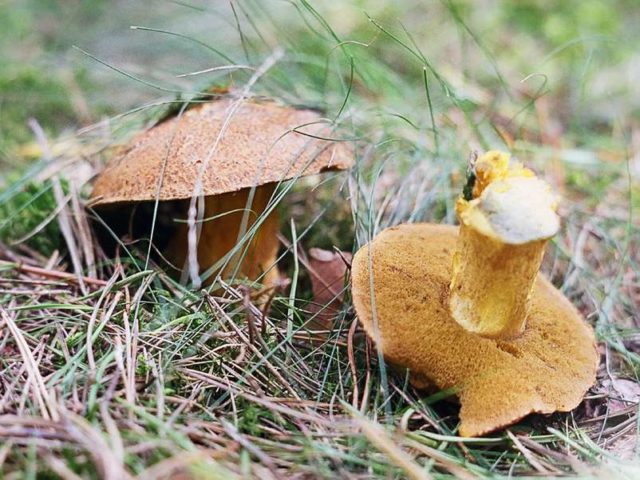 Yellow-brown moss mushroom: description and photo