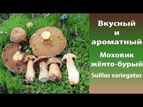 Yellow-brown moss mushroom: description and photo