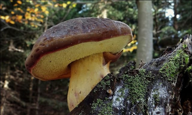 Yellow-brown moss mushroom: description and photo