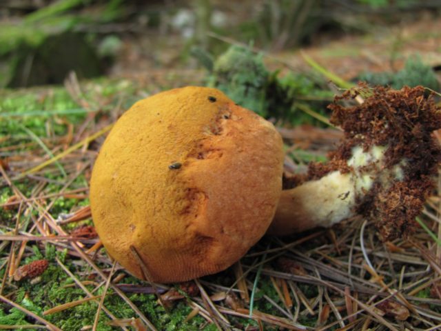 Yellow-brown moss mushroom: description and photo