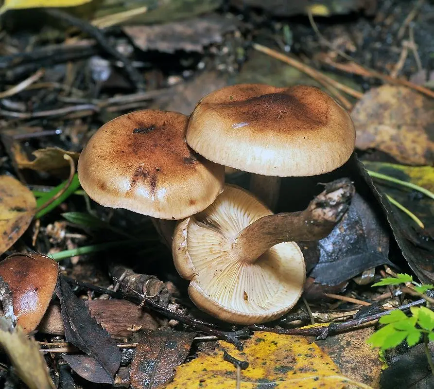 Yellow-brown rowweed (Tricholoma fulvum) photo and description