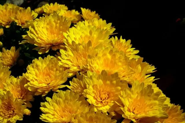 Yellow chrysanthemums: photos, descriptions, variety names