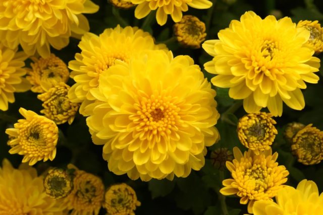 Yellow chrysanthemums: photos, descriptions, variety names