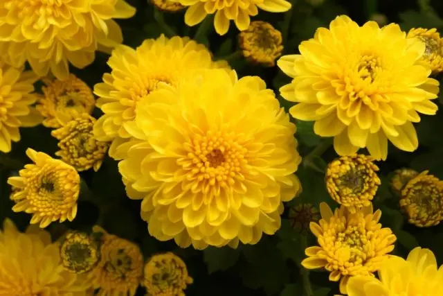 Yellow chrysanthemums: photos, descriptions, variety names