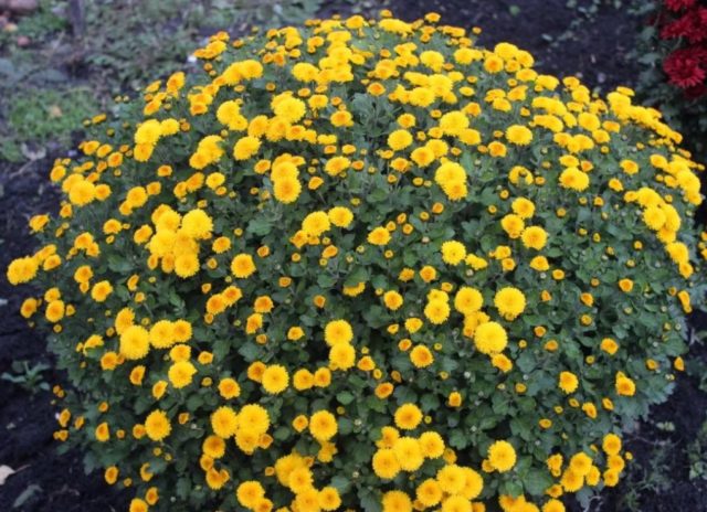 Yellow chrysanthemums: photos, descriptions, variety names