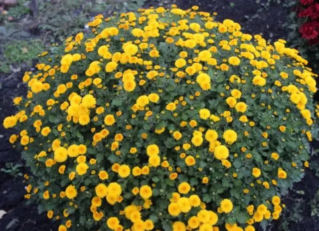 Yellow chrysanthemums: photos, descriptions, variety names