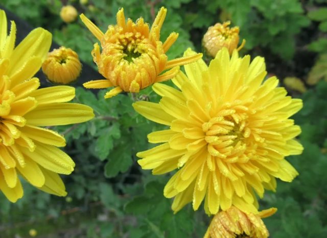 Yellow chrysanthemums: photos, descriptions, variety names