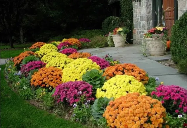 Yellow chrysanthemums: photos, descriptions, variety names