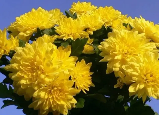 Yellow chrysanthemums: photos, descriptions, variety names