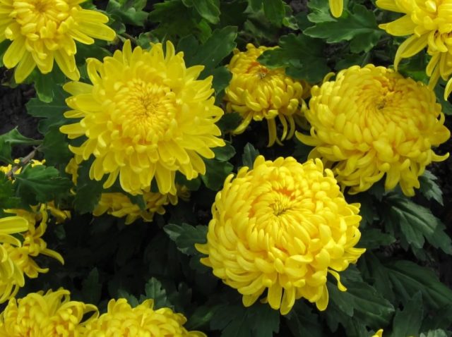 Yellow chrysanthemums: photos, descriptions, variety names