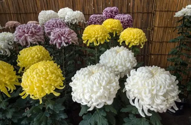 Yellow chrysanthemums: photos, descriptions, variety names