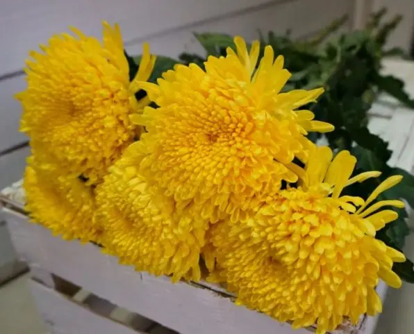 Yellow chrysanthemums: photos, descriptions, variety names