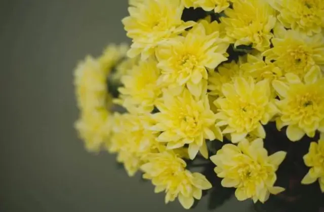 Yellow chrysanthemums: photos, descriptions, variety names