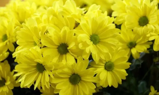 Yellow chrysanthemums: photos, descriptions, variety names