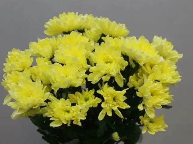 Yellow chrysanthemums: photos, descriptions, variety names