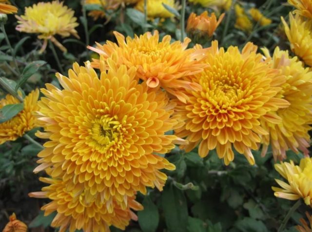 Yellow chrysanthemums: photos, descriptions, variety names