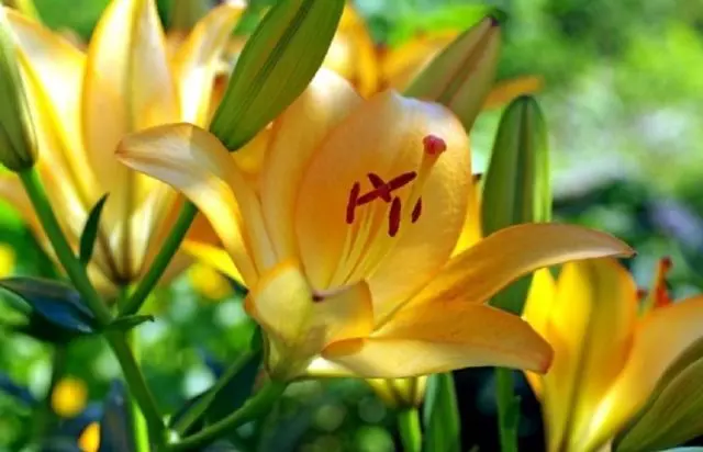 Yellow daylily: photo, varieties, planting and care