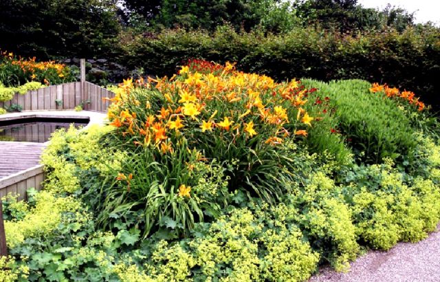 Yellow daylily: photo, varieties, planting and care