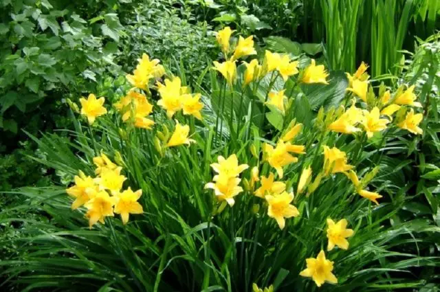 Yellow daylily: photo, varieties, planting and care