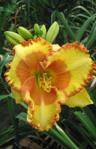 Yellow daylily: photo, varieties, planting and care