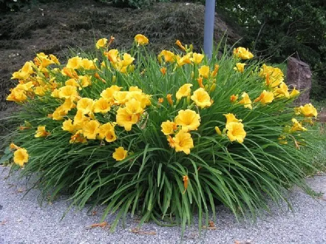 Yellow daylily: photo, varieties, planting and care