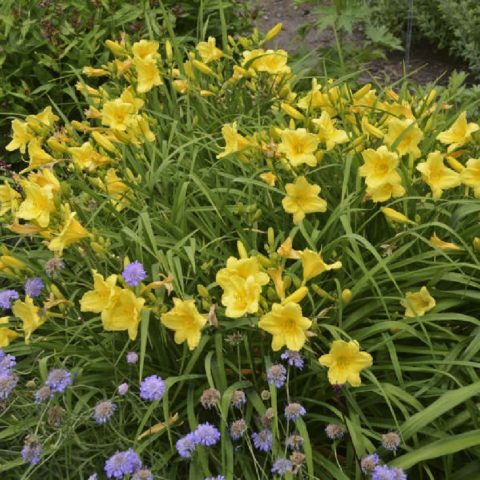 Yellow daylily: photo, varieties, planting and care