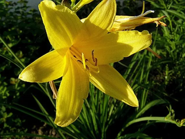 Yellow daylily: photo, varieties, planting and care