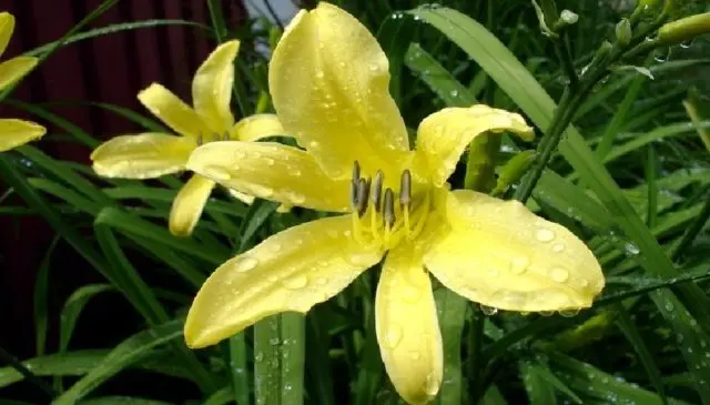 Yellow daylily: photo, varieties, planting and care