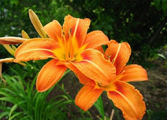 Yellow daylily: photo, varieties, planting and care