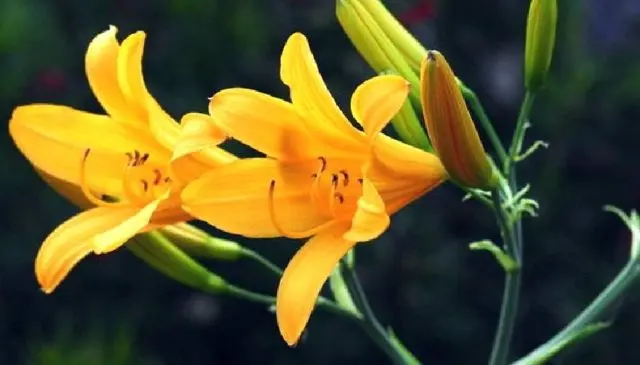 Yellow daylily: photo, varieties, planting and care