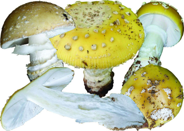 Yellow fly agaric (bright yellow, straw yellow): photo and description