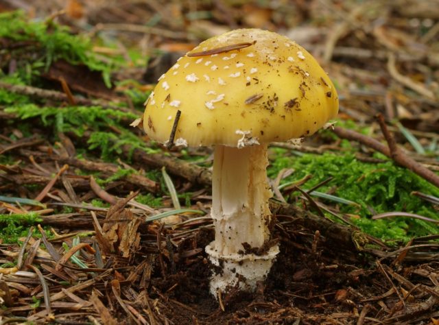 Yellow fly agaric (bright yellow, straw yellow): photo and description