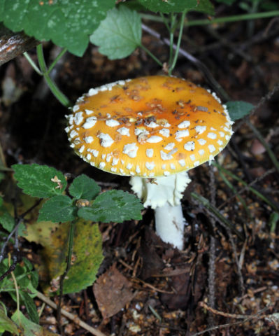 Yellow fly agaric (bright yellow, straw yellow): photo and description