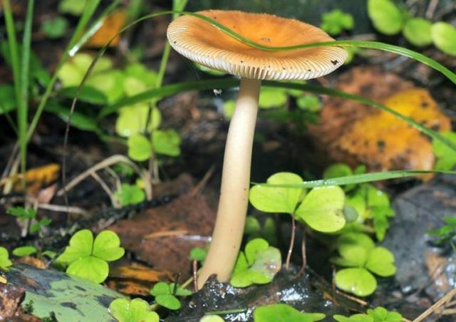 Yellow fly agaric (bright yellow, straw yellow): photo and description