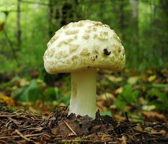 Yellow fly agaric (bright yellow, straw yellow): photo and description